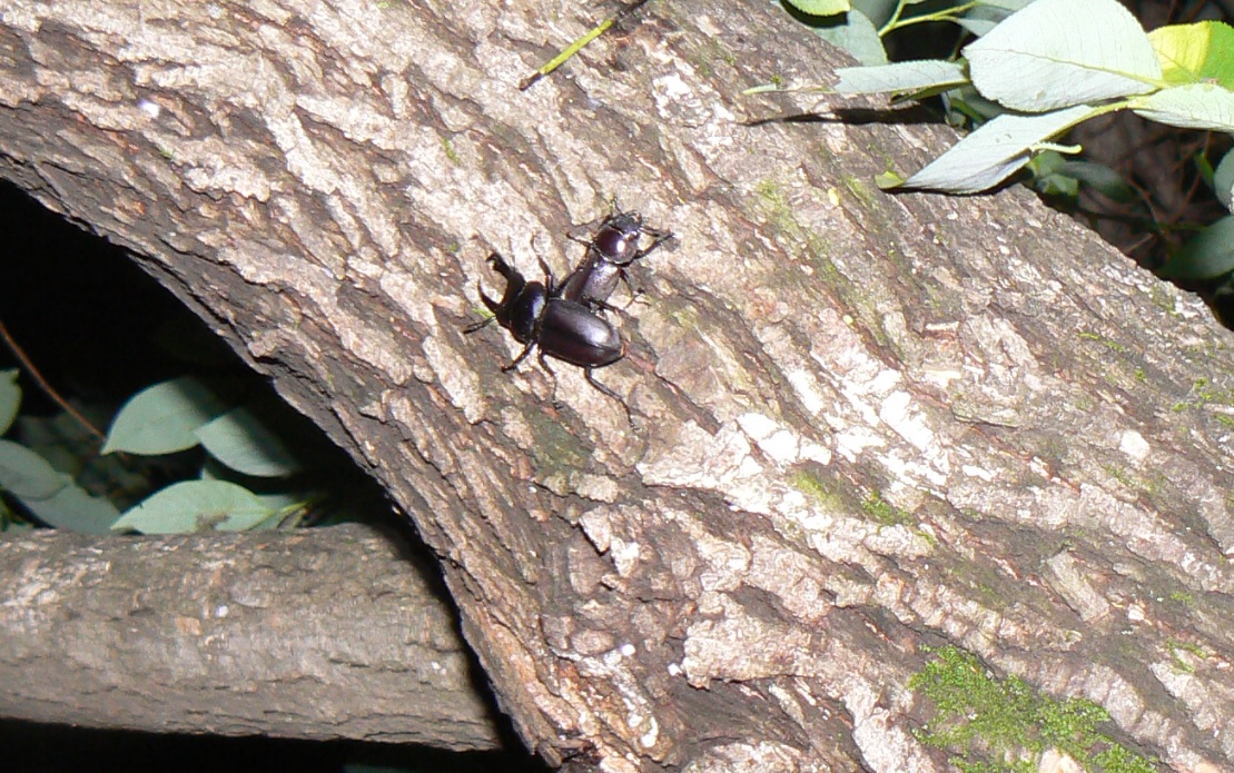 やなぎの枝先_幹を辿って降りたところにコクワガタのペア_2021年5月21日20時10分頃 気温22度